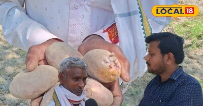 बहराइच किसान ने शुरू की नीलकंठ कुफरी आलू की खेती!