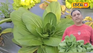 साल में 5 बार करें पोक चोई की खेती, सेलिब्रिटीज में है इसकी भारी डिमांड.