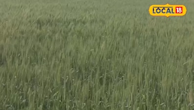 सीतामढ़ी के मनोज ने 20 बीघे में वैज्ञानिक खेती से कमाए 10 लाख सालाना, जानें सफलता के टिप्स.