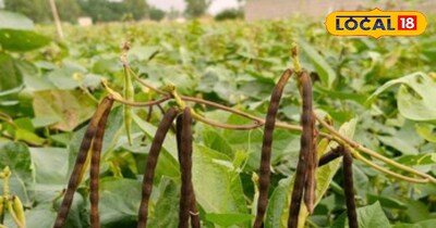 प्रतीकात्मक तस्वीर 