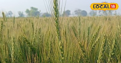 गेहूं की फसल की देखभाल 