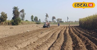 गन्ने की खेती 