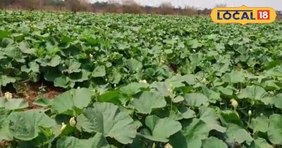 लौकी की खेती 