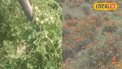 किसान रामवृक्ष का AI-स्मार्ट आइडिया: टमाटर के साथ गेंदा, कीट भागे, फसल लहलहाई!