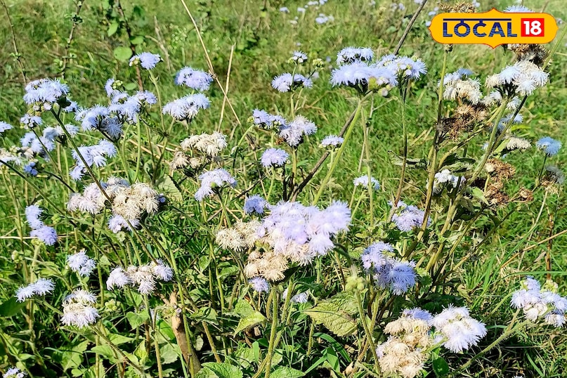 सस्ता इलाज