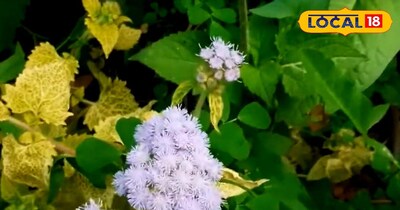 सड़क किनारे उगने वाला ये पौधा है औषधीय खजाना, पेट की दिक्कतों से लेकर बड़ी बीमार