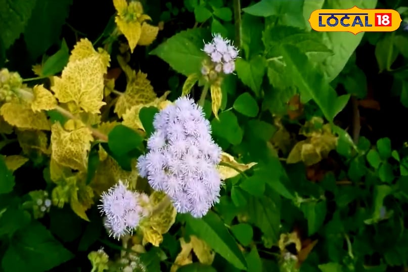 परामर्श