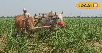 गन्ना पेड़ी 