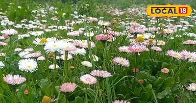 किसानों के लिए इनकम बढ़ाने का अच्छा साधन है यह औषधीय पौधों की खेती