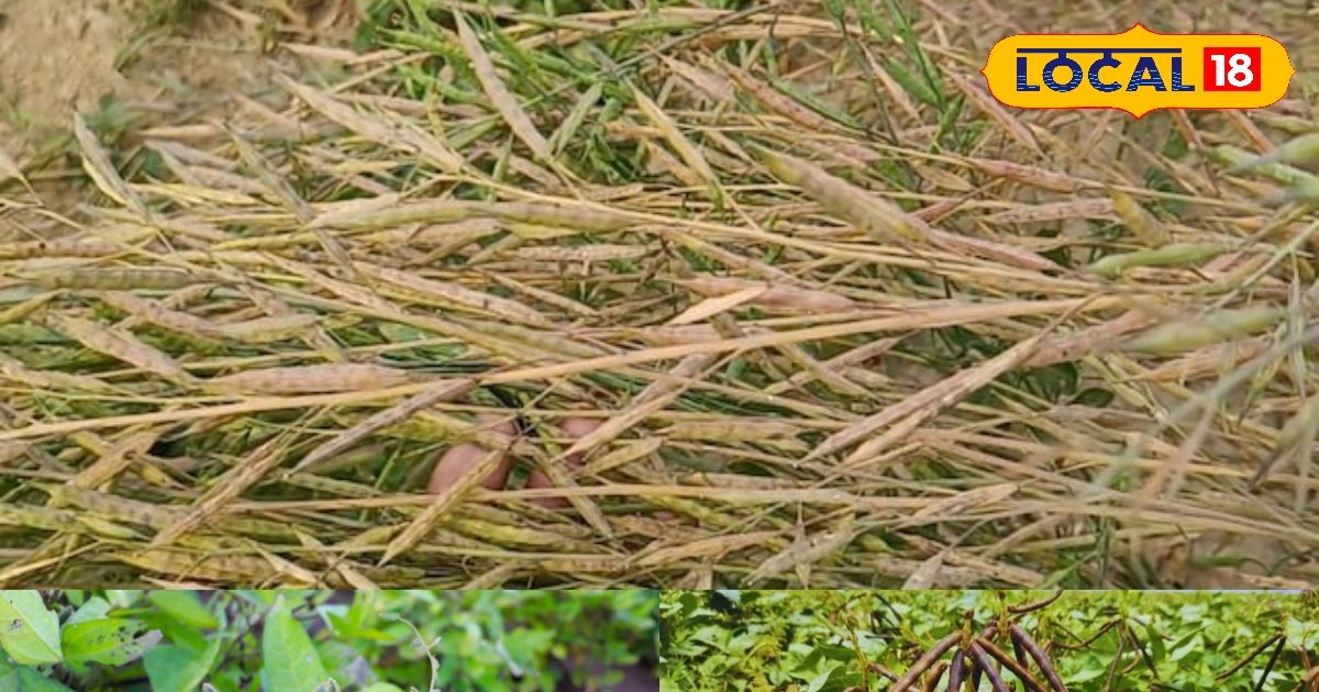 सरसों की कटाई के बाद लगाएं ये फसलें, सिर्फ 2 महीने में होगी मोटी कमाई