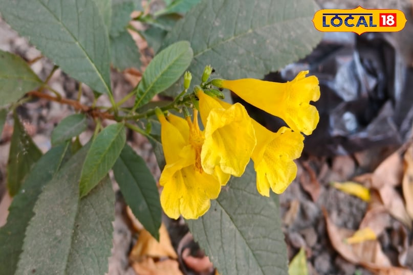 सूजन-रोधी गुण