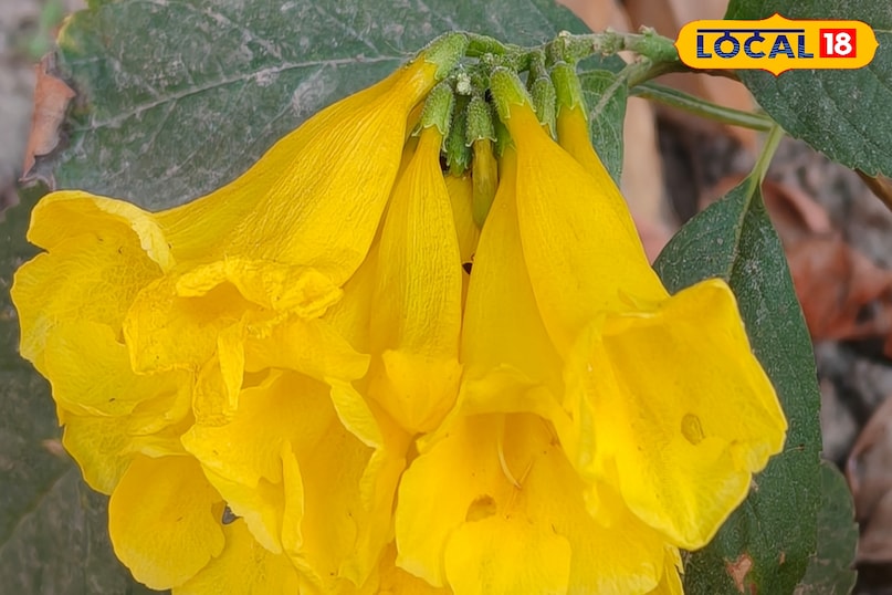 बागवानी के शौकीन