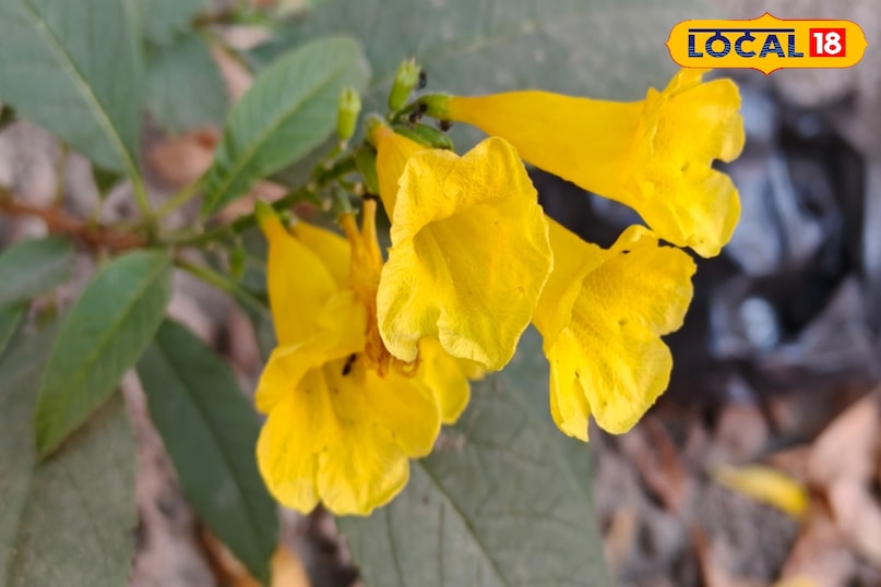 कम सिंचाई 