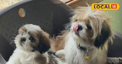 गर्मियों में कुत्तों के लिए बढ़ती हैं स्वास्थ्य चुनौतियां