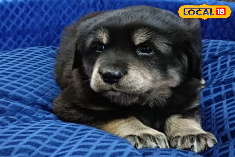 Probiotics strengthen the digestive system