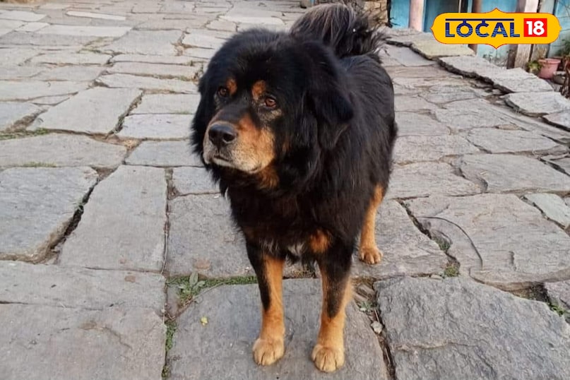 Yogurt is a good source of essential nutrients