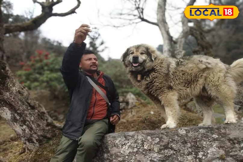 Give plain and limited quantity of curd and buttermilk