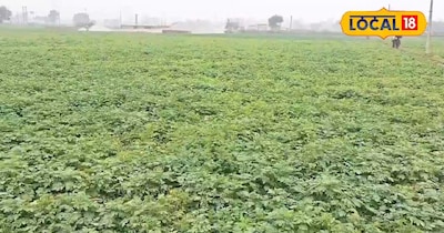 दो एकड़ जमीन पर आलू और 6 एकड़ जमीन पर मक्का और फूलगोभी की खेती-बाड़ी से सालभर मे