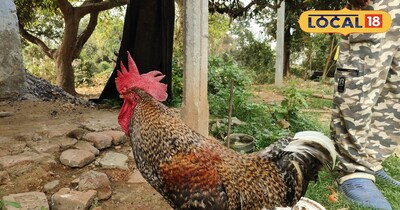 No dog, no guard… this house is guarded by a 6-kg rooster