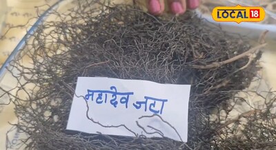 महादेव की जटा से ही ठीक हो जाएंगे किडनी के कई सारे बीमारी, किडनी स्टोन से लेकर प