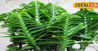 घर में लगाए यह खास पौधा 