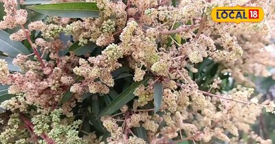 आम की फसल में मंजर आने का समय किसानों के लिए बेहद अहम होता है।