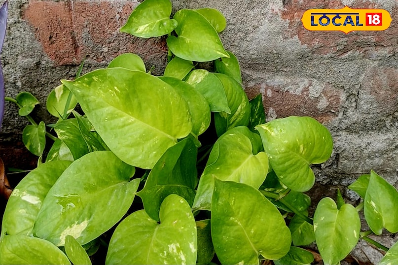 मनी प्लांट