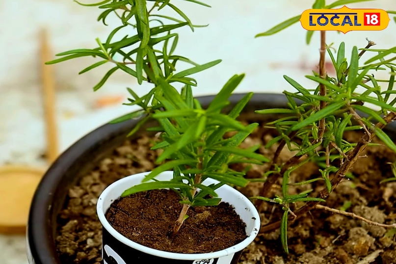 रोजमेरी