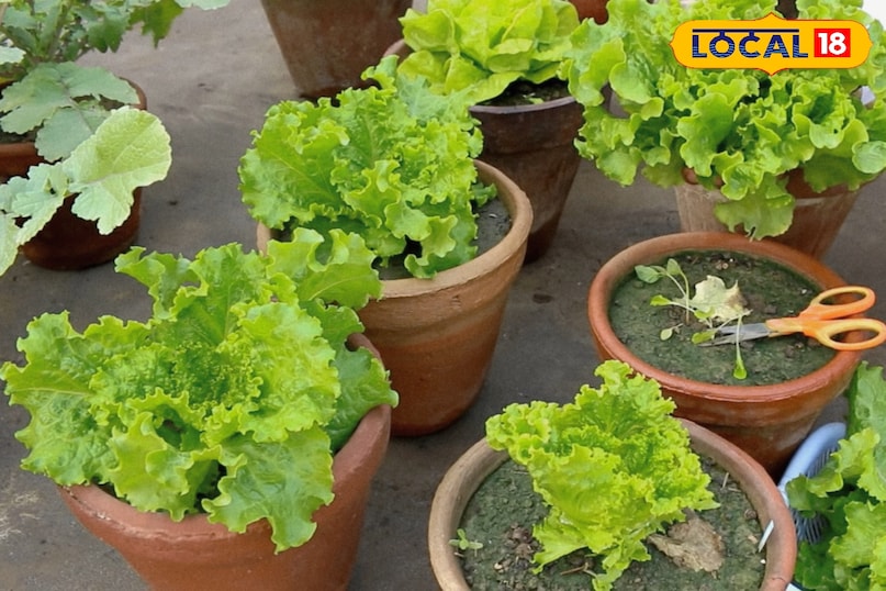 लेट्यूस