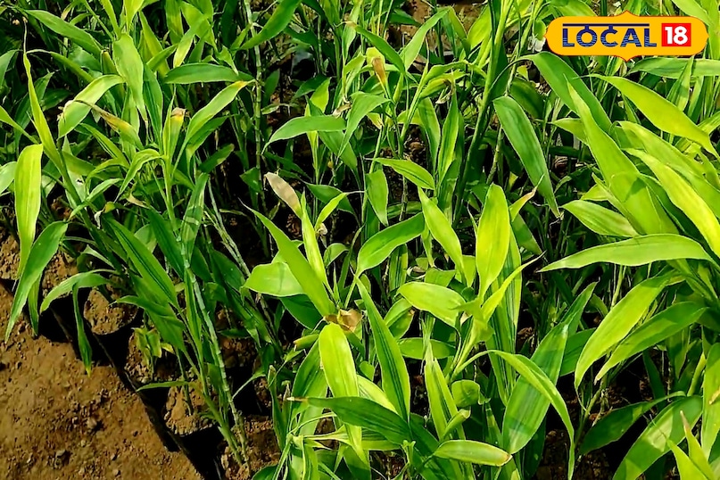 लकी बैंबू