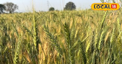 ज्यादा तापमान गेहूं की फसल पर असर डालता है.
