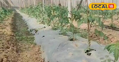 रेज्ड बेड मैथड में लगा टमाटर