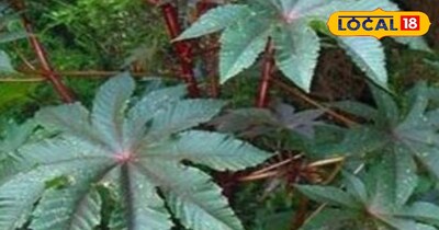 আর্থ্রাইটিস ও ফোলাভাব থেকে মুক্তি: এরেন্ডা পাতা এক অব্যর্থ প্রতিকার