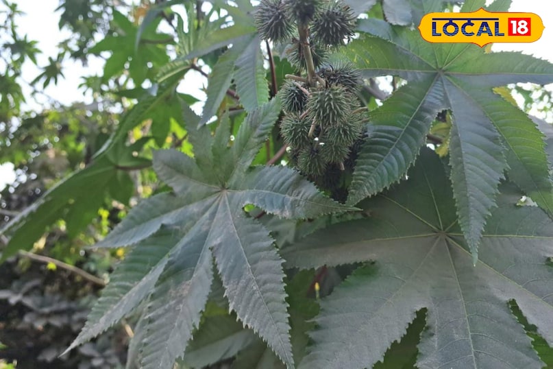 Moradabad news, hindi news, up news, local news, मुरादाबाद समाचार, हिंदी समाचार, यूपी समाचार, लोकल समाचार।