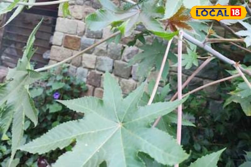 Moradabad news, hindi news, up news, local news, मुरादाबाद समाचार, हिंदी समाचार, यूपी समाचार, लोकल समाचार।