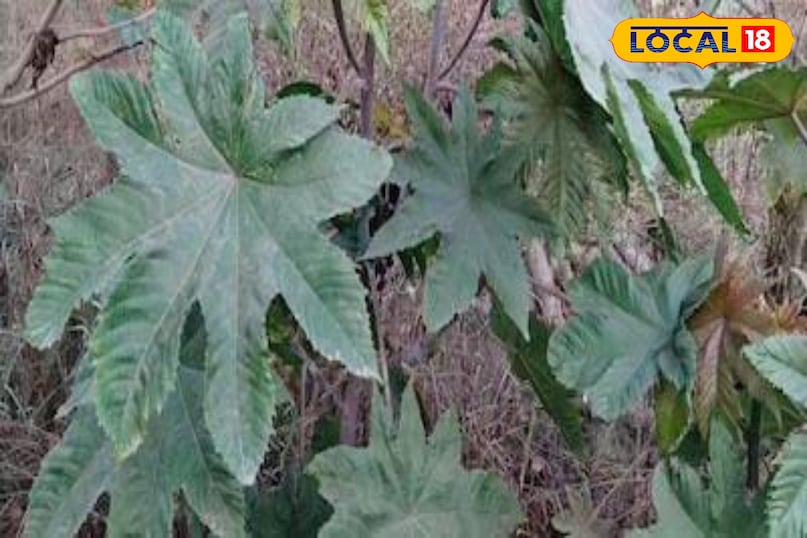 Moradabad news, hindi news, up news, local news, मुरादाबाद समाचार, हिंदी समाचार, यूपी समाचार, लोकल समाचार।