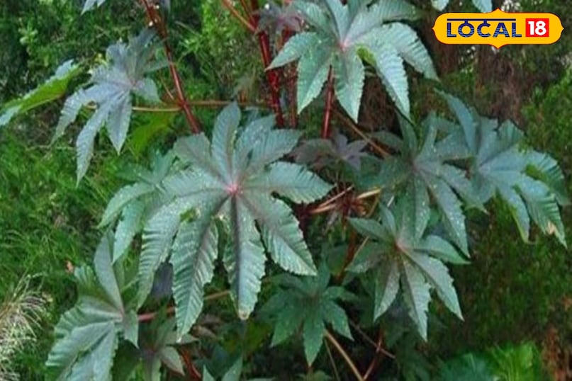 Moradabad news, hindi news, up news, local news, मुरादाबाद समाचार, हिंदी समाचार, यूपी समाचार, लोकल समाचार।