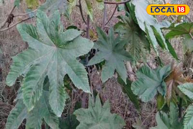 Moradabad news, hindi news, up news, local news, मुरादाबाद समाचार, हिंदी समाचार, यूपी समाचार, लोकल समाचार।