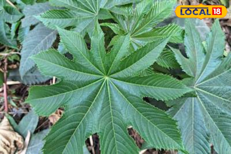 Moradabad news, hindi news, up news, local news, मुरादाबाद समाचार, हिंदी समाचार, यूपी समाचार, लोकल समाचार।