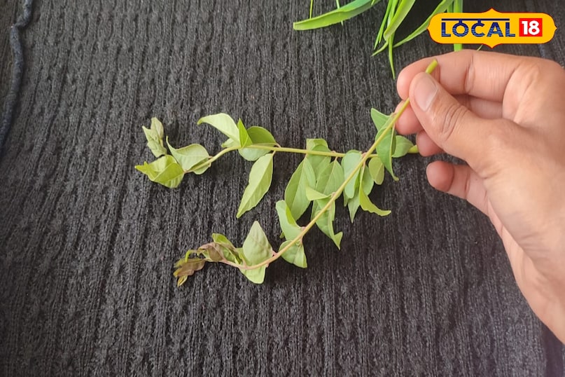 Curry Leaf Hair Toner 