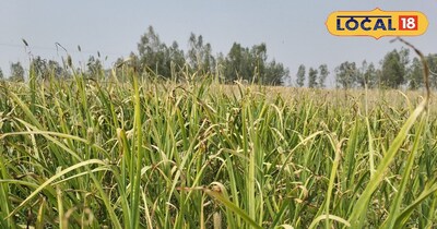 लहसुन की फसल 