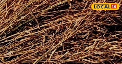 सरसों की तूड़ी का इस्तेमाल 