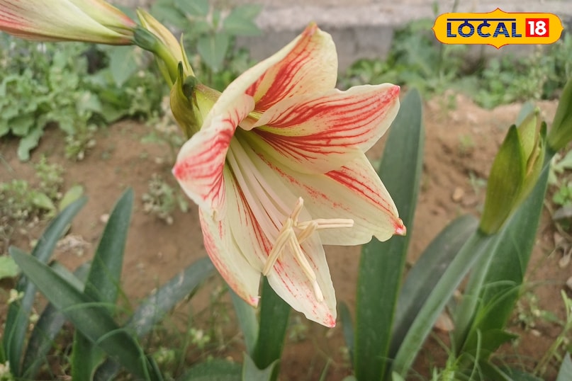 बल्ब लगाते समय एक छोटी सी बात का ध्यान रखना जरूरी है