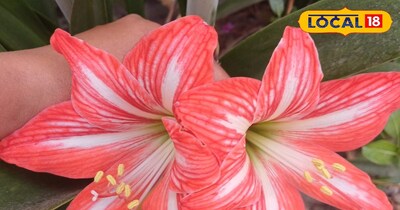 मार्च में लगाएं अमरीलिस लिली, कुछ ही हफ्तों में खिलेंगे बड़े-बड़े रंगीन फूल 