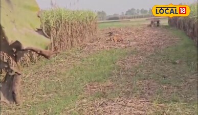 बाघ का आतंक।