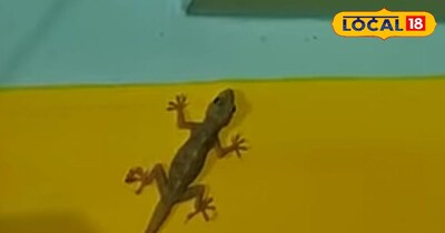 छिपकलियों वह अन्य कीड़ों मकोड़ों से मिलेगा छुटकारा