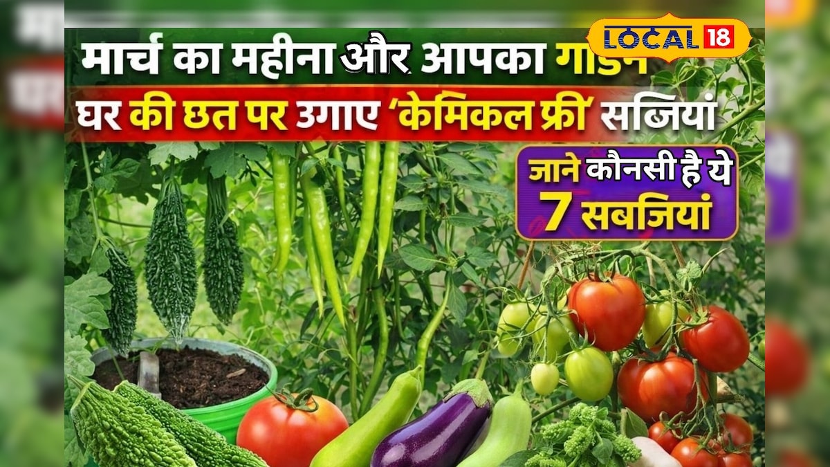 Gardening Tips: गर्मियों में बाजार से सब्जी लाने का झंझट खत्म! मार्च में अपने गार्डन में लगाएं ये सब्जियां, सेहत भी बनेगी और पैसा भी बचेगा