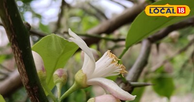 नींबू के फल को कैसे बचाएं 