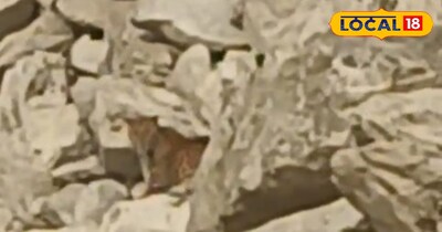 भीलवाड़ा आसींद पैंथर दहशत 2026