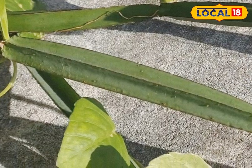 हड़जोड़ क्या है